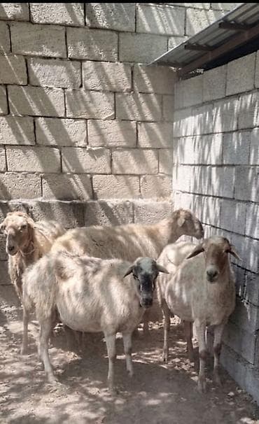 5 baş boğaz heyvanlardır.Tam sağlam heyvanlardır.Real alıcı ilə