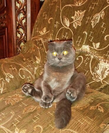 Şotland yastı qulaq, Erkək, Yaxşı əllərə