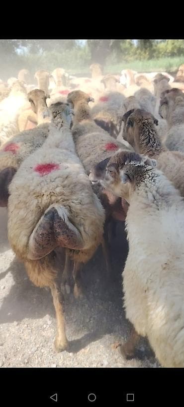 at satiram: Qoyun sürüsü – quyruqlu (sort qoyunlar satilir damazlıq birinci ikinci — 4