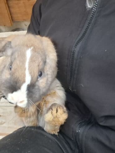 Lincoln: Ev dovşanı – Lop tipli (aşağı sallanan qulaqlı)Erkək - Rəng — 5