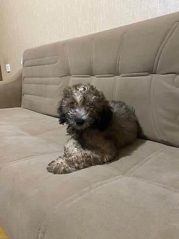 heyvan kokeltme dermanlari: 4 ay, Erkek, Ünvandan götürmə — 2