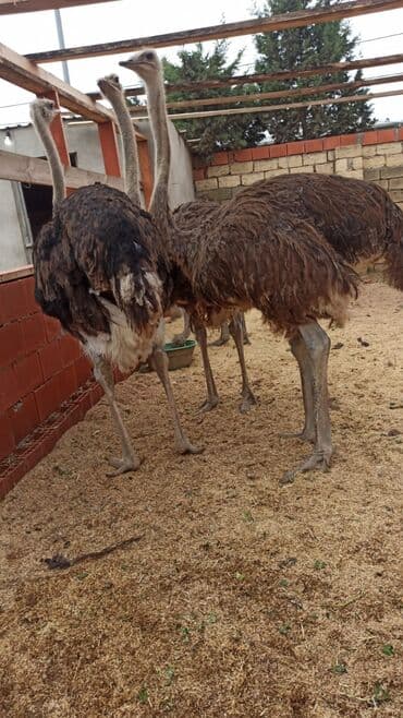 Afrikan deve qusular.3 ededdi satılır.1 erkek 2 dışı.real alıcıya