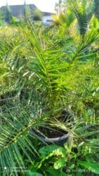 apelsin agaci: Finik palma her qiymətə olanı var sifariş üçün əlaqə saxlaya bilərsiz — 3