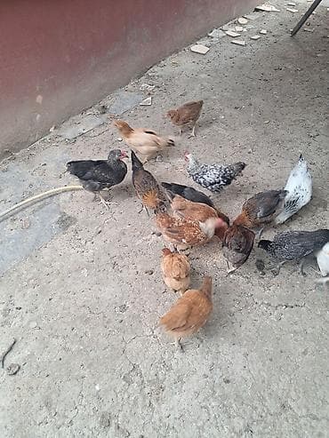 pitbull satış: Təmiz kənd cücələri satlır 4 ayların keçiblər — 3