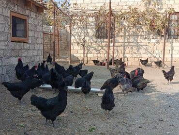 alman coban: Toyuq, Yumurtalıq — 10