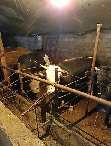 cins inek: Inəklər, öküzlər — 6