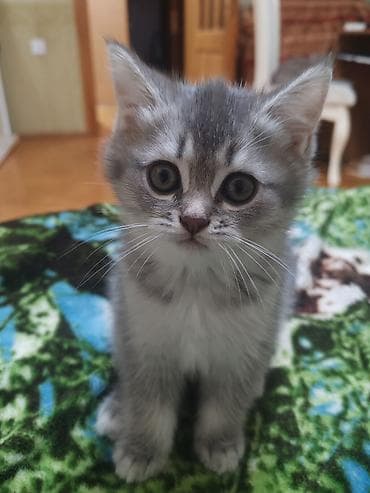 inek yemi: Britan, Dişi, Yaxşı əllərə, Ünvandan götürmə — 10