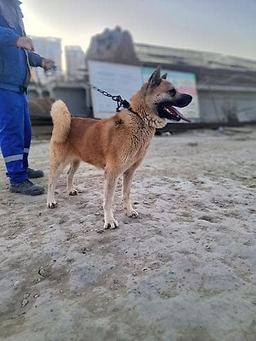 dişi dana: Akita-inu — 3