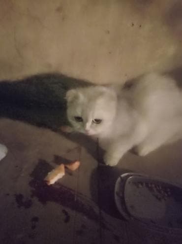 pişik itib: Şotland yastı qulaq — 4