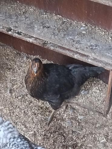 simental inekler satilir: Toyuq, Damazlıq — 1