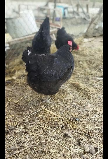 mal qara satisi: 🟠Australorp toyuqlarının günlük cücəsi satılır. Təmiz qan qısa quyruq — 3
