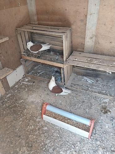 erkek quzular: Erkek mayadi yaxsi balaya baxir.irandi fikri ciddi olan insan zeng — 4