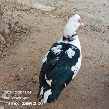 Mal-qara: Satilir təmiz heyvanlardi — 4