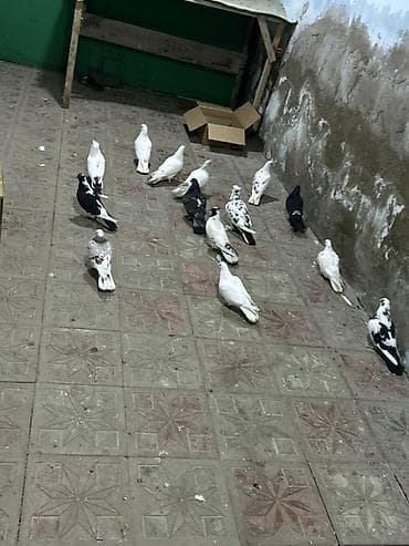 göyərçin pavlin: 14 quwdu tutulmalardi qiymet sondu 14 quwdu — 1