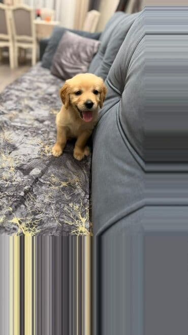 labrador retriever: Retriever, Dişi — 1