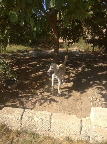 Kanal balasi 5 ayligdi