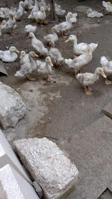 kiçik heyvanlar: Çox sayda var balaca böyük — 2