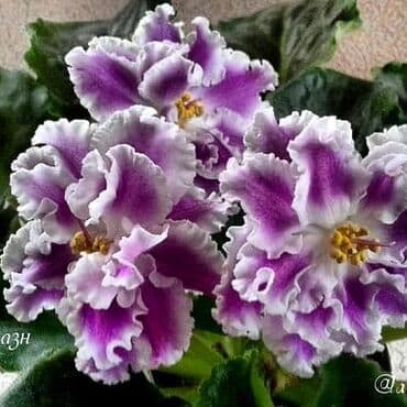 bənövşəyi gül şəkilləri: 5,6 m starter — 14