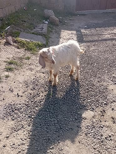 ucuz keci: Salam Adı Cimi "Dir )))) 2 Ay Yarımlıq Erkek Barter toyuq, Lal Ördək — 4