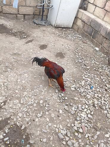 kənd toyuqlarının satışı: Heyratı xoruz döyüş xoruzudur heç bir yenilgisi yoxdur biri 2 yaş — 2