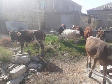 Qazlar: Cins danalar 900 den 1200 e geder Ot yem yiyen danalardi — 1