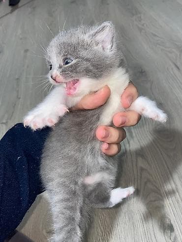 pişik oyuncaqları: Yaxşı əllərə — 2