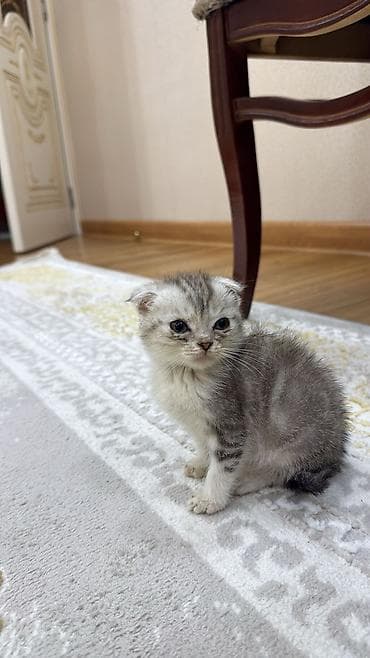 Digər heyvanlar: Şotland, Erkək, Dişi, Yaxşı əllərə, Ünvandan götürmə, Pulsuz çatdırılma, Ödənişli çatdırılma — 2