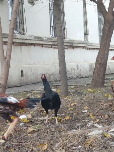 rahibə toyuqları: Toyuq, Damazlıq — 4