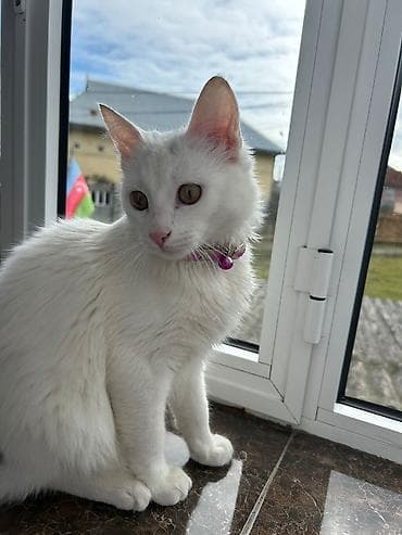 Türk Anqoru 8 aylıq hərşeyi ile verilir lalafo.az -da Türk Anqoru 8 aylıq hərşeyi ile verilir