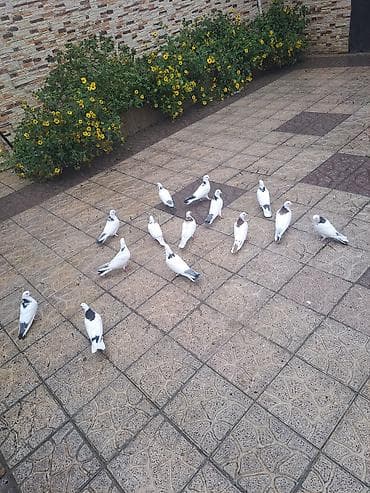 Pişiklər: Ev göyərçinləri – ağ və ağ-boz naxışlı - Növ: ev/ucan göyərçinlər - — 9