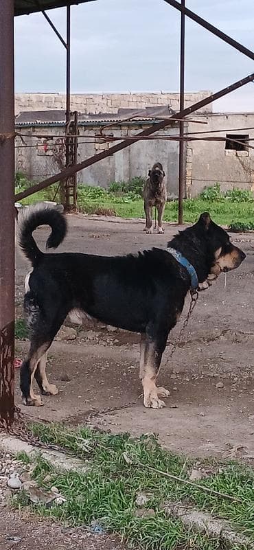 Qurdbasar, 3 il, Erkek, Peyvəndli, Ödənişli çatdırılma