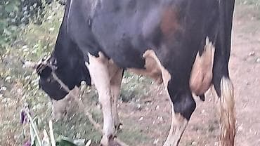 akvarium satışı: Təmiz qan smental düyə satılır dörd aylıq boğazdı təzə doğanda 20litr — 4