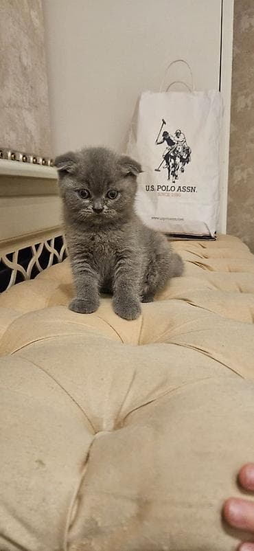 angora pişik: Şotland yastı qulaq, Erkək, Yaxşı əllərə, Ünvandan götürmə — 4