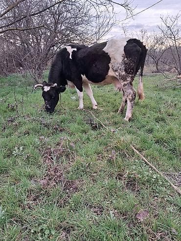 Hinduşkalar: Dişi, Holsteyn, il: 8, Südlük, Ünvandan götürmə — 2