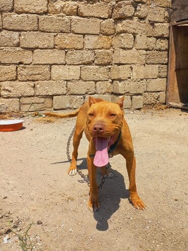 İtlər: Pitbul, 2 il, Dişi, Ünvandan götürmə