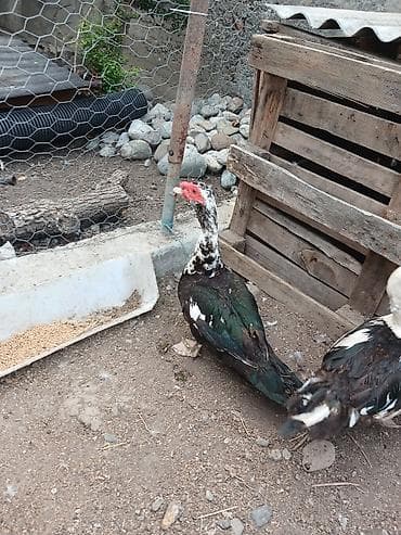 heyvanlar quşlar: Her ikisini goturen olsa endirim ederem tek tek ayri ayri qiymetdi — 1