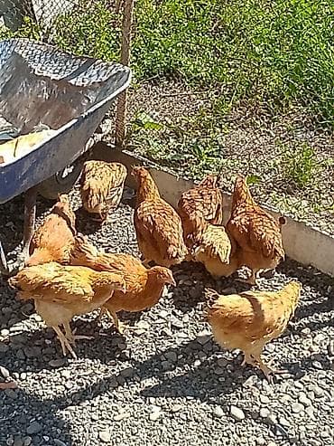 kənd toyuq: Toyuq, Yumurtalıq — 1