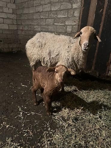 kreditle qoyun: Ana bala satilir qirmizi heyvandi kom alana endirim olunacaq — 2