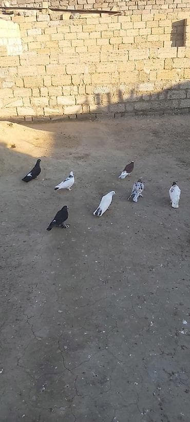 hazir ev certyojlari: Tergıdılır unvan ramana saxvoz — 1