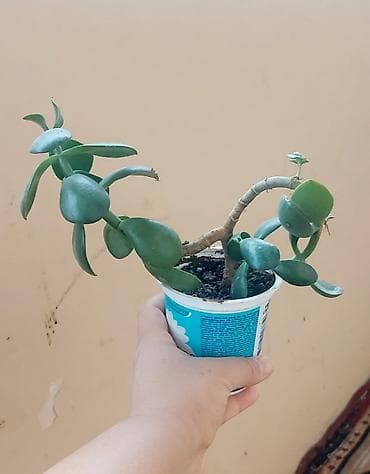 Buket güllər: Pul gülü. Qiyməti: 4 azn. Bakıxanov qəsəbəsi Aygün mallun qarşısından — 3