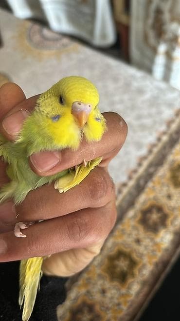 Cex cutu 60ve70 arasi deyisir valinst hazir bala veren cutler 30 azn