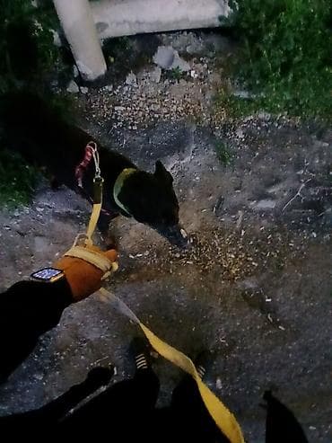 İtlər: Doberman, 10 ay, Erkek, Peyvəndli, Ödənişli çatdırılma — 1
