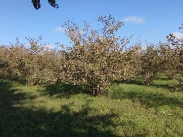 mağazalar üçün obyektlərin icarəsi: 100 sot, Kənd təsərrüfatı, Mülkiyyətçi, Kupça (Çıxarış) — 1