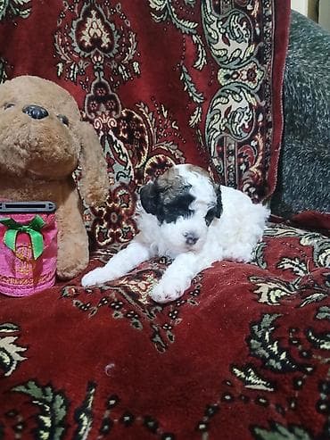 Pudel, 1 ay, Dişi lalafo.az -da Pudel, 1 ay, Dişi