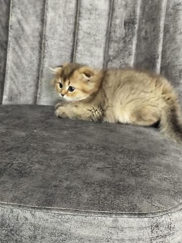 erkek pişik: Şotland yastı qulaq — 5