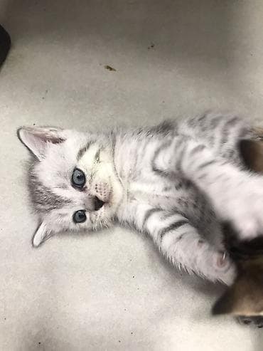 bala pişik pulsuz: Şotland — 5