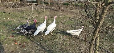 Другие с/х животные: Самец, Для мяса, Самовывоз — 2