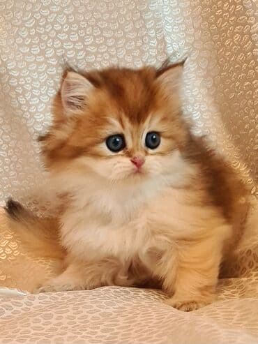 cau cau stenci: Erkək, Ünvandan götürmə — 4