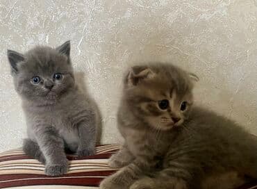 şirin pişik: Şotland, Yaxşı əllərə, Ünvandan götürmə, Pulsuz çatdırılma, Ödənişli çatdırılma — 4