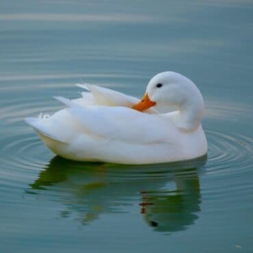 ördək balası və cücə: Ağ Pekin ördəyii — 2